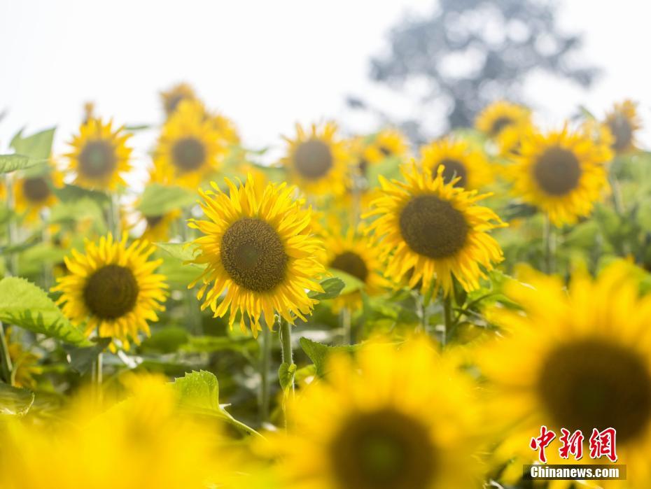 黃金色の絶景広がる、満開のヒマワリを愛でる観光客次々と　江西省