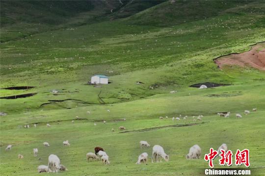 大自然広がる祁連山　羊が草をはむのどかで美しい光景