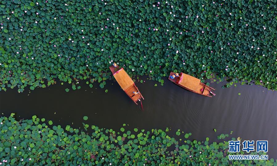 ハスの実の収穫シーズン迎えた山東省臺(tái)児莊