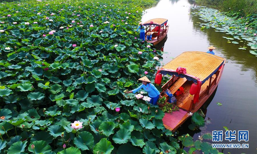 ハスの実の収穫シーズン迎えた山東省臺(tái)児莊