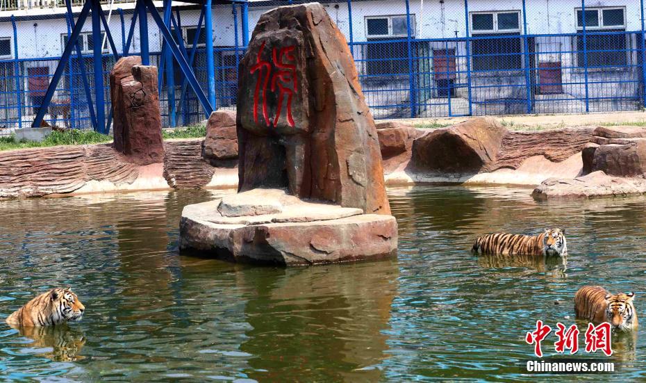 高溫続く黒竜江省　シベリアトラも暑さしのいで木陰で晝寢