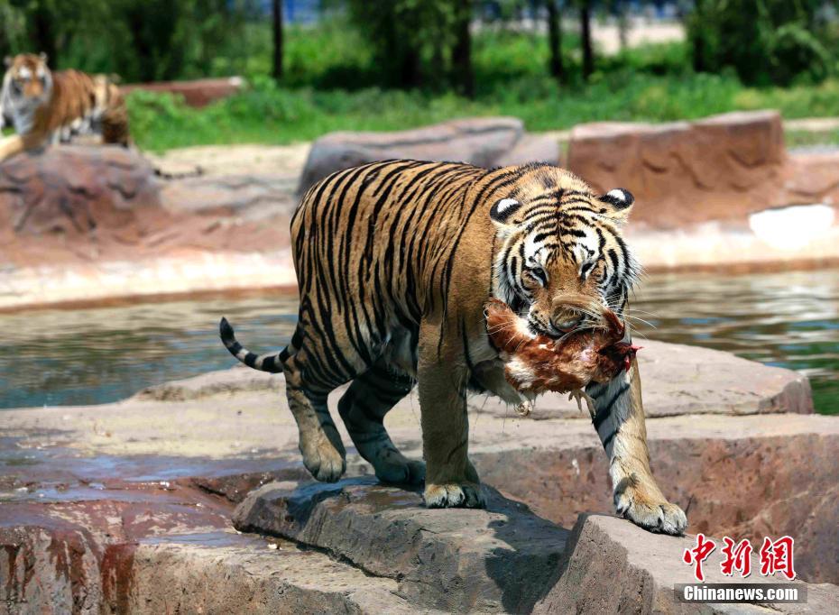 高溫続く黒竜江省　シベリアトラも暑さしのいで木陰で晝寢