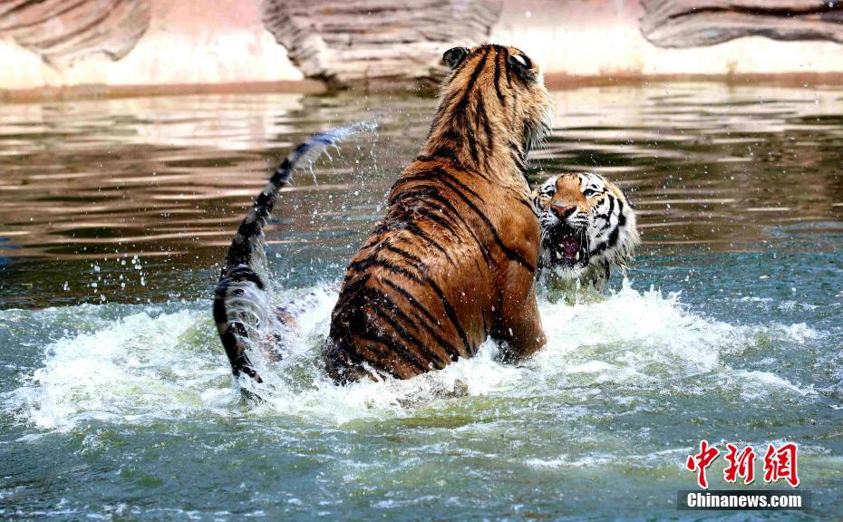 高溫続く黒竜江省　シベリアトラも暑さしのいで木陰で晝寢