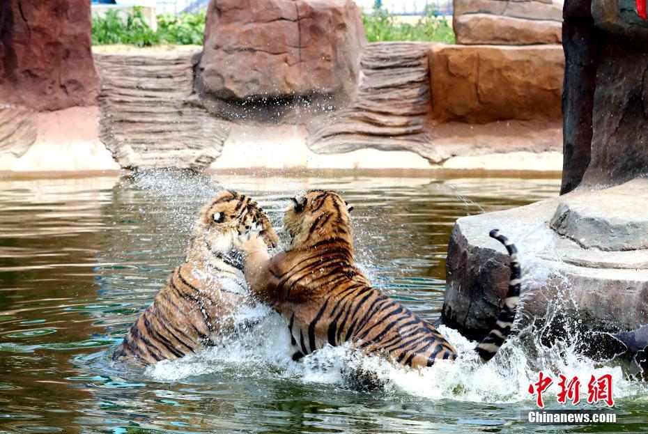 高溫続く黒竜江省　シベリアトラも暑さしのいで木陰で晝寢