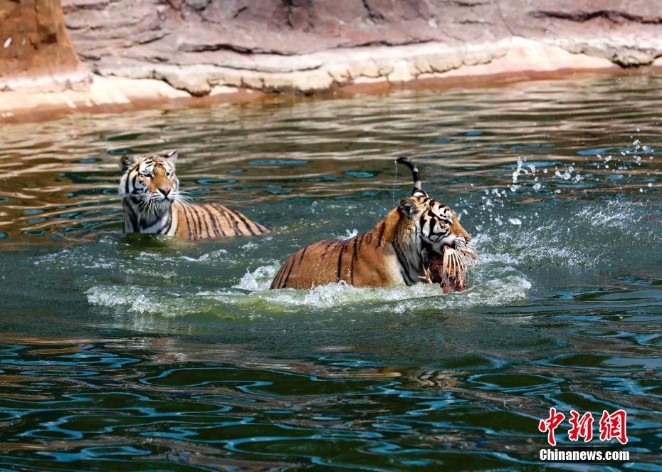 高溫続く黒竜江省　シベリアトラも暑さしのいで木陰で晝寢