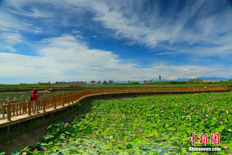 ハスの香り漂う、雨上がりのゴビのオアシス　甘粛省