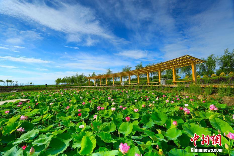 ハスの香り漂う、雨上がりのゴビのオアシス　甘粛省