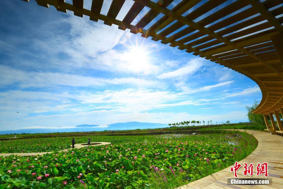 ハスの香り漂う、雨上がりのゴビのオアシス　甘粛省