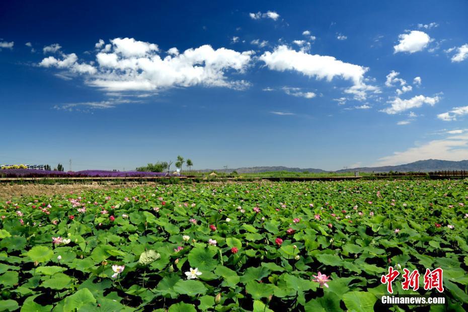 ハスの香り漂う、雨上がりのゴビのオアシス　甘粛省