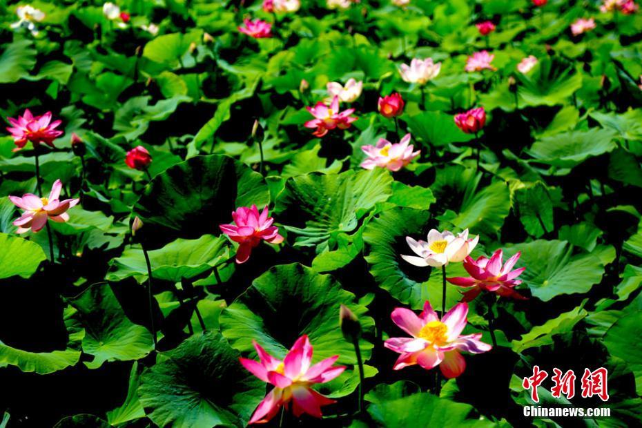 ハスの香り漂う、雨上がりのゴビのオアシス　甘粛省