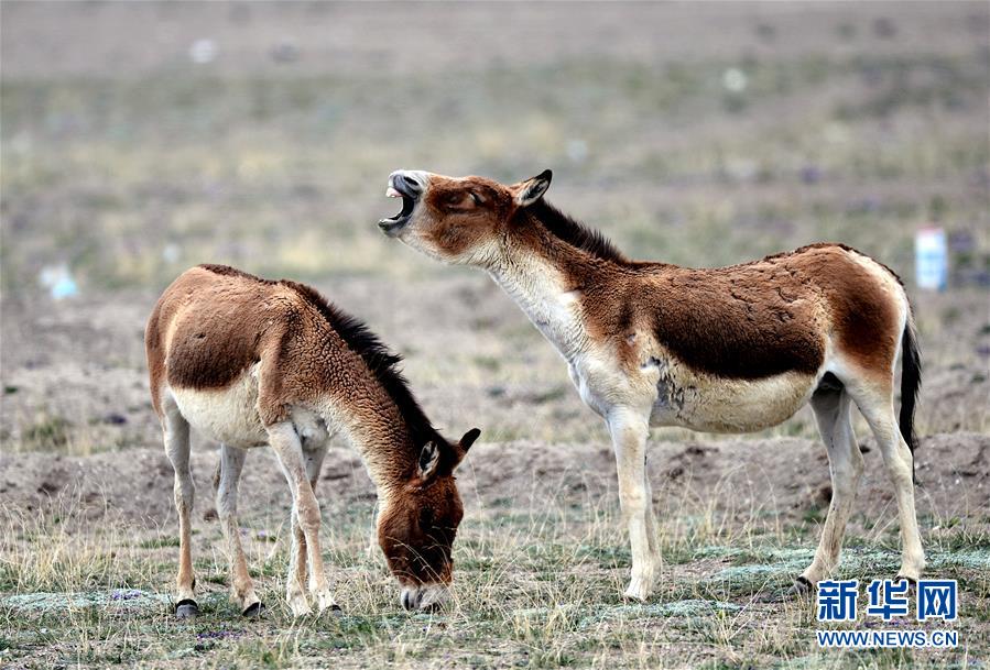 中國青海省のフフシルが世界遺産リストに登録