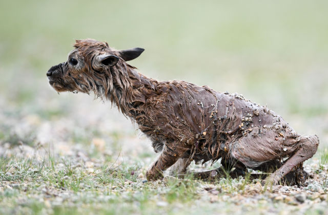 新たな生命誕生の季節(jié)到來　チルー出産の一部始終　チベット