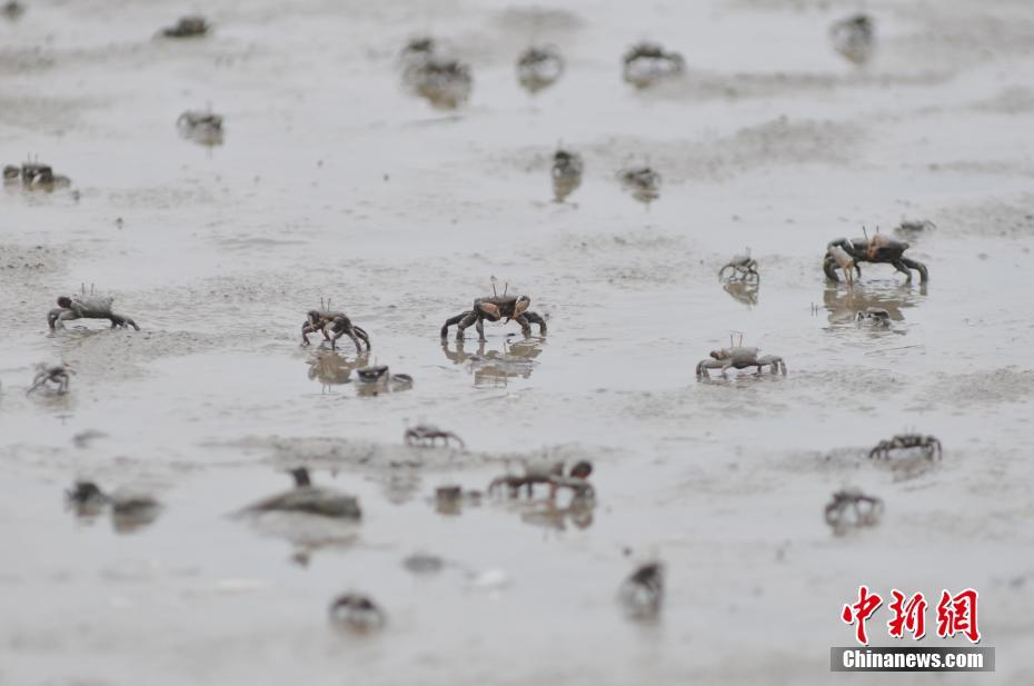 引き潮の浜辺にびっしりと這うイソガニの大群　青島