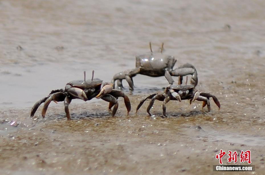 引き潮の浜辺にびっしりと這うイソガニの大群　青島