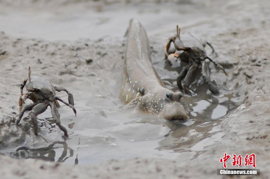 引き潮の浜辺にびっしりと這うイソガニの大群　青島