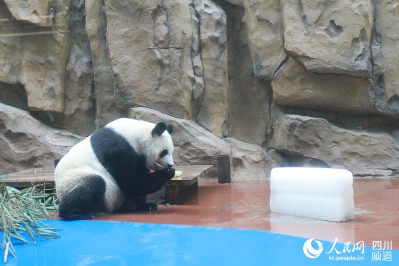 最も暑い「三伏天」到來、動(dòng)物たちも様々な「避暑スタイル」披露