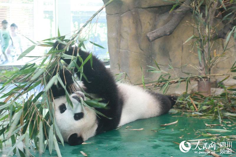 最も暑い「三伏天」到來、動物たちも様々な「避暑スタイル」披露