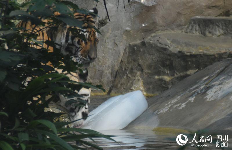 最も暑い「三伏天」到來、動物たちも様々な「避暑スタイル」披露