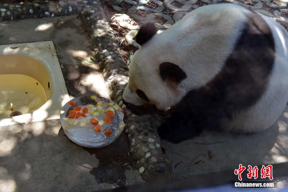猛暑となった福州市、ジャイアントパンダも行水で涼をとる