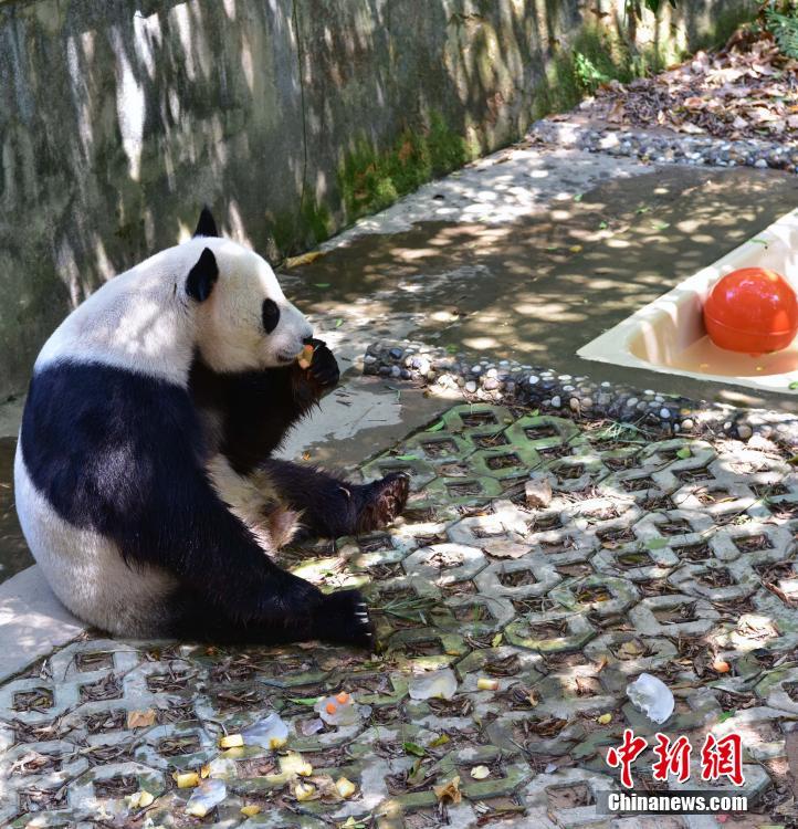猛暑となった福州市、ジャイアントパンダも行水で涼をとる