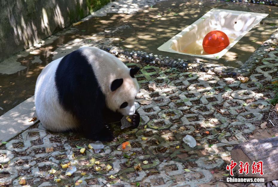 猛暑となった福州市、ジャイアントパンダも行水で涼をとる