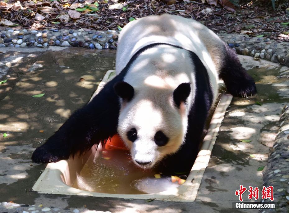 猛暑となった福州市、ジャイアントパンダも行水で涼をとる