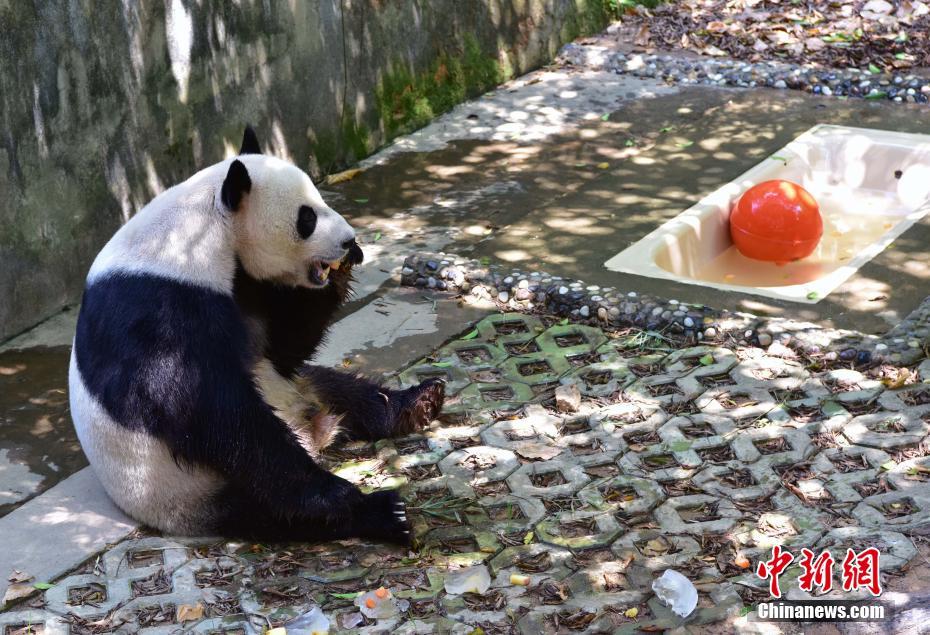 猛暑となった福州市、ジャイアントパンダも行水で涼をとる