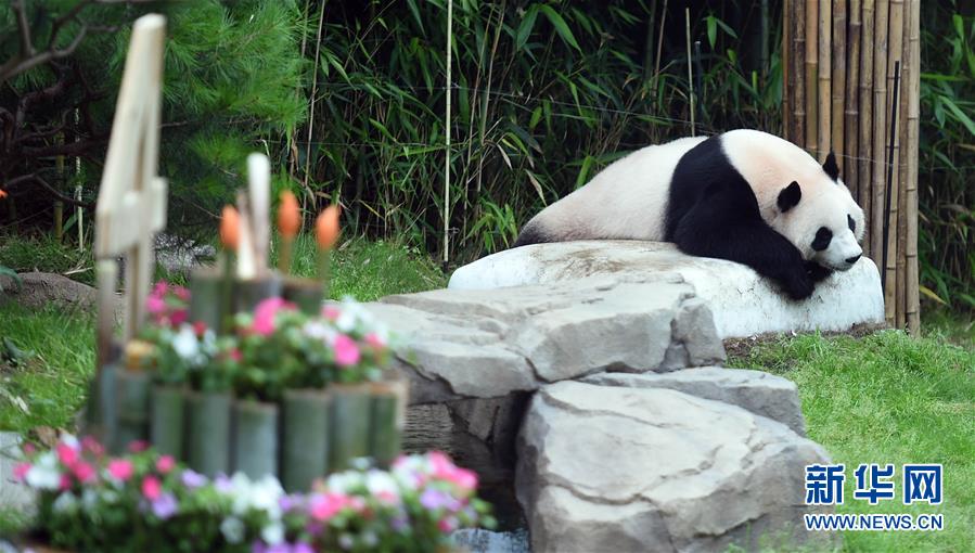 韓國在住のパンダ「愛寶」と「楽寶」が誕生日を迎える