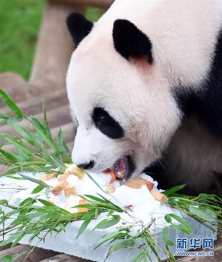 韓國(guó)在住のパンダ「愛(ài)寶」と「楽寶」が誕生日を迎える