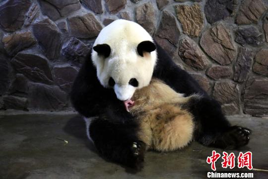 晶晶がオスの赤ちゃんパンダを無事出産　「五輪一族」に新たな家族