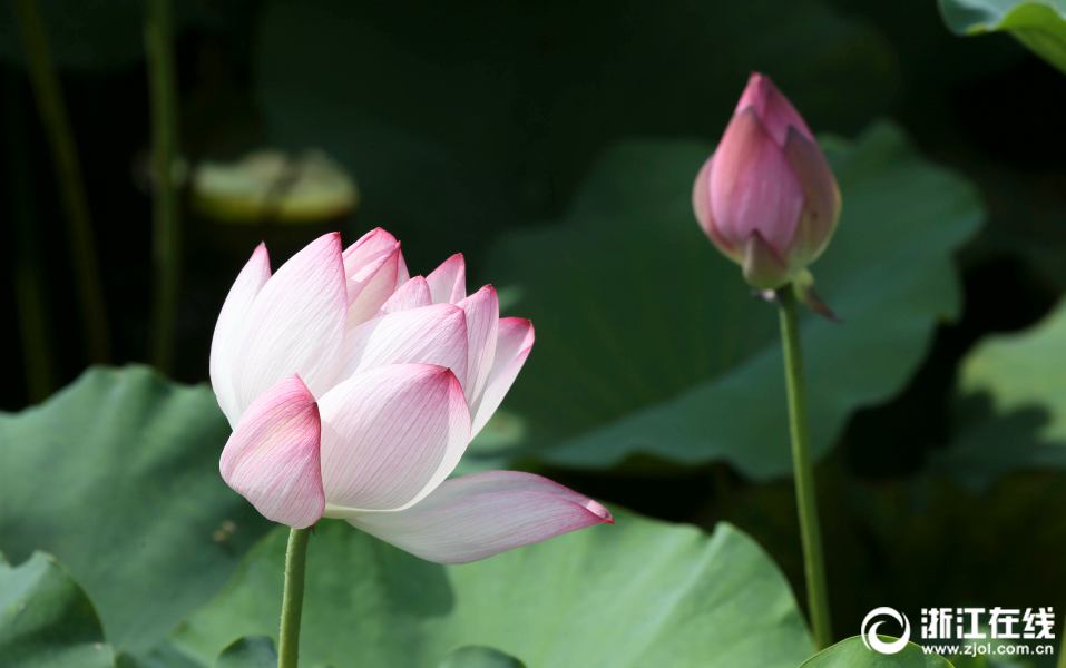 真夏到來！　西湖のハスが見頃に　杭州市