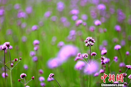 黃土高原のクマツヅラが満開(kāi)に