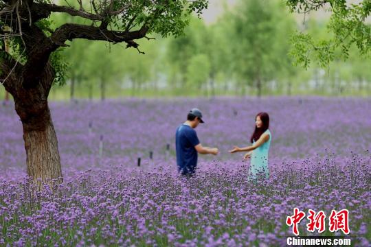 黃土高原のクマツヅラが満開に