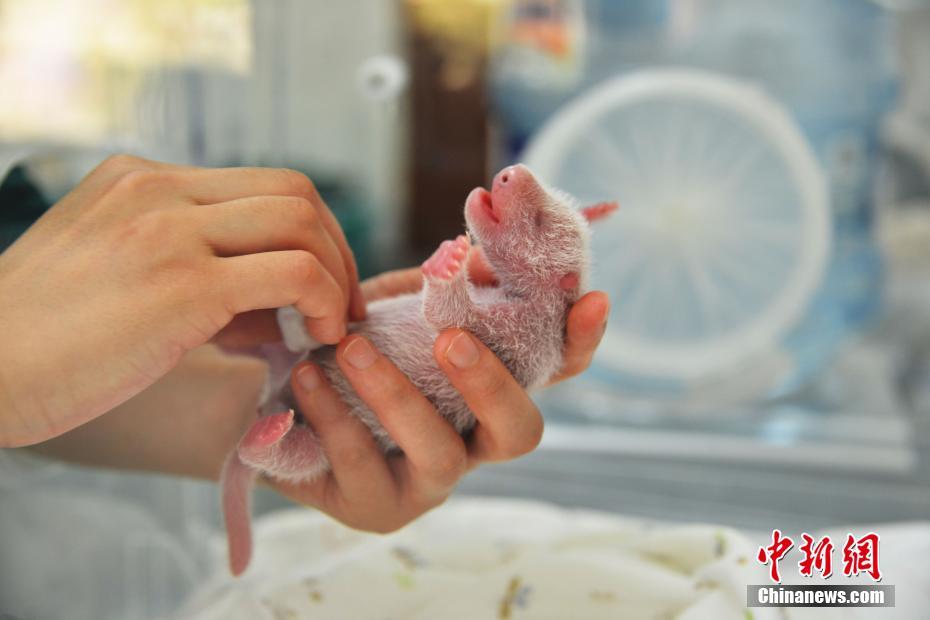 海外から戻ったパンダが出産、四川臥龍初の雙子パンダが誕生