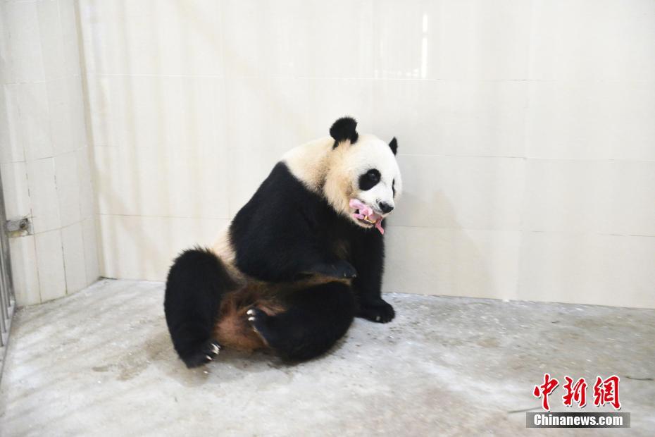 海外から戻ったパンダが出産、四川臥龍初の雙子パンダが誕生
