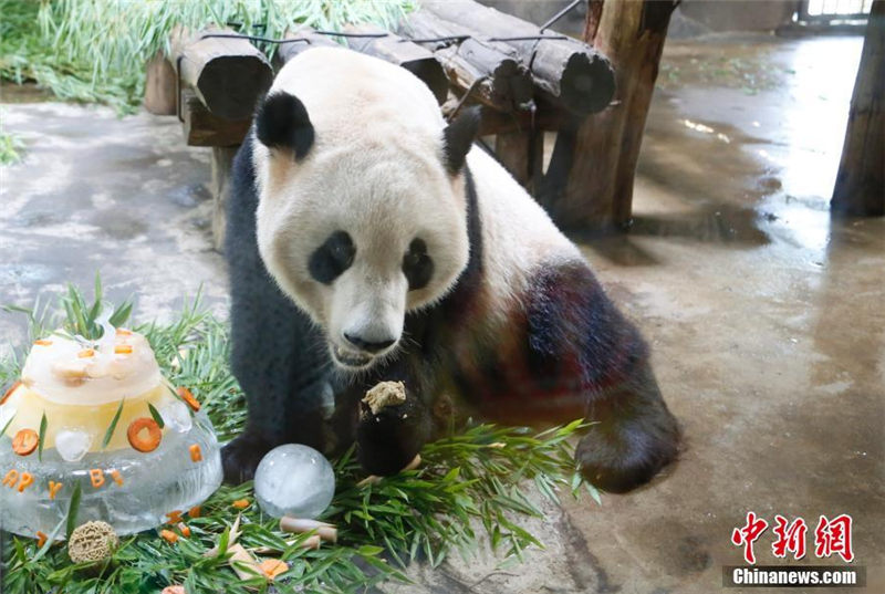 パンダの兄弟が杭州で誕生日パーティ