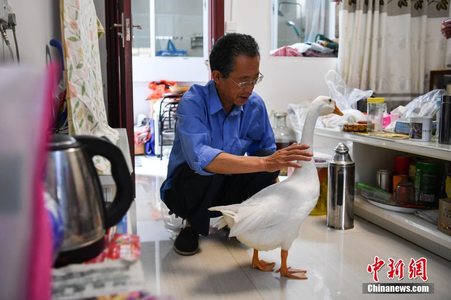 老人、ペットのガチョウを連れ散歩する　昆明市