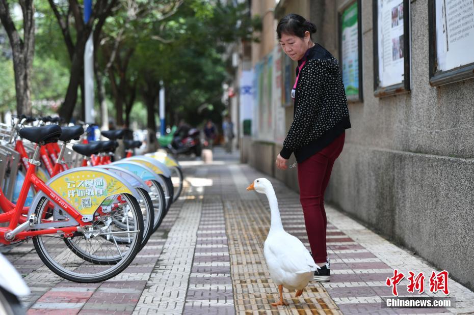 老人、ペットのガチョウを連れ散歩する　昆明市
