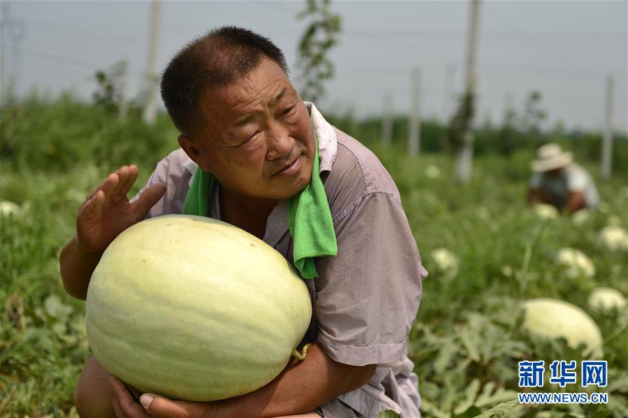河北省威県特産の「三白スイカ」登場