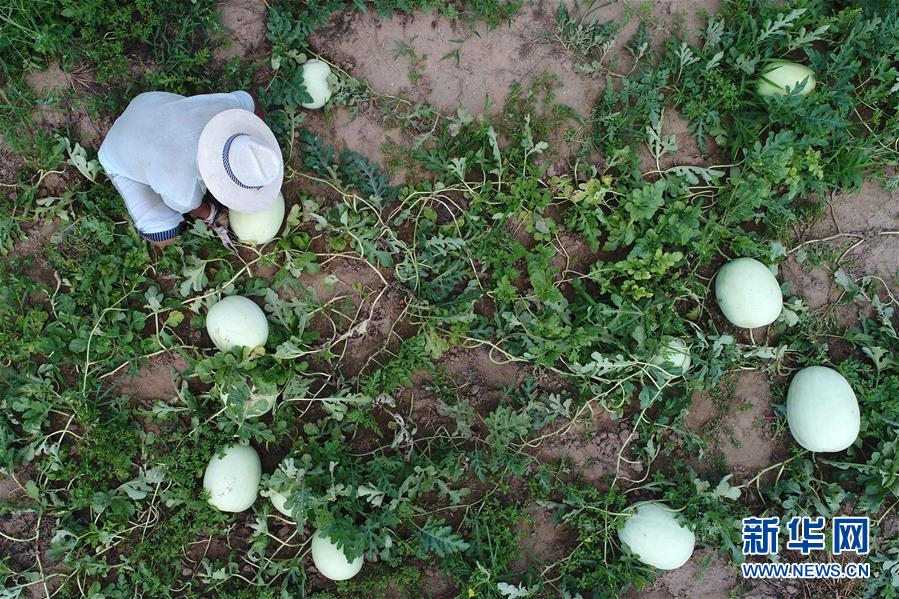 河北省威県特産の「三白スイカ」登場