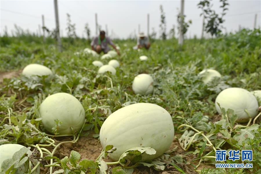 河北省威県特産の「三白スイカ」登場