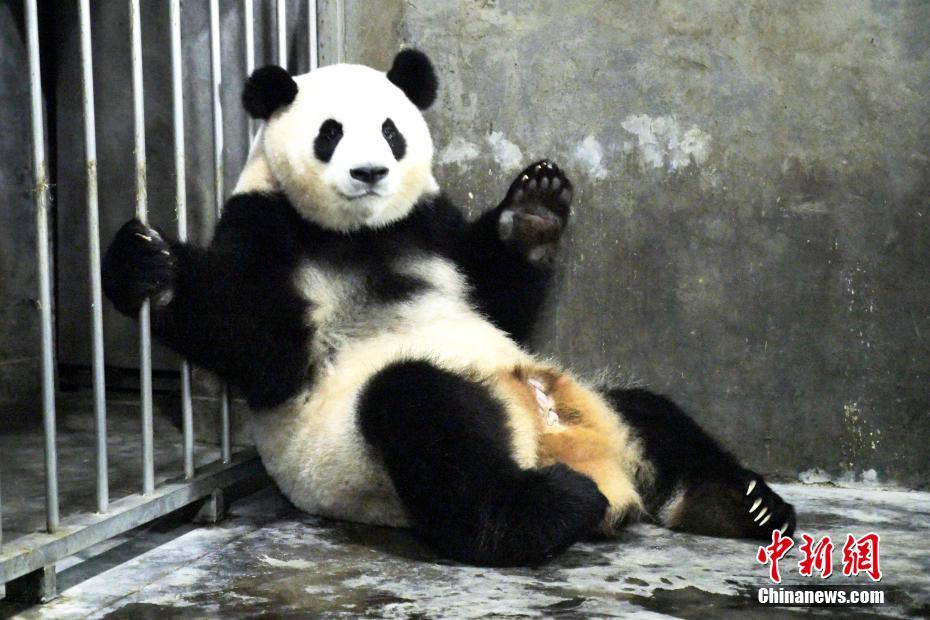 ジャイアントパンダの二巧がメスの赤ちゃんを無(wú)事出産　成都