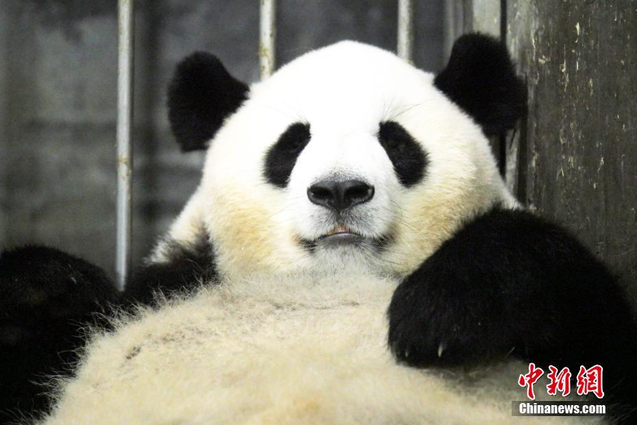 ジャイアントパンダの二巧がメスの赤ちゃんを無(wú)事出産　成都