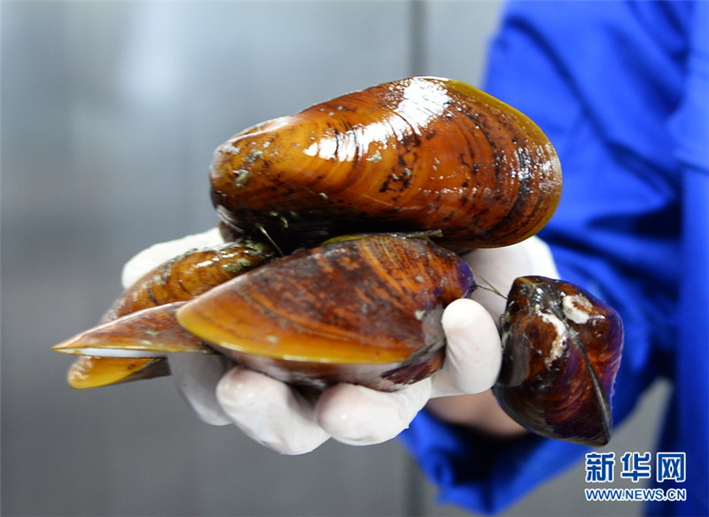 無人潛水艇「発現(xiàn)號」、南中國海の海底生物を収集