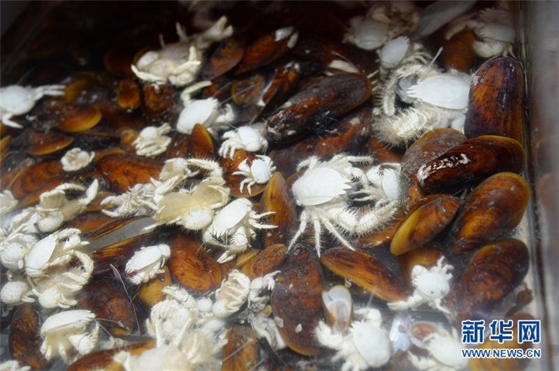 無人潛水艇「発現(xiàn)號」、南中國海の海底生物を収集