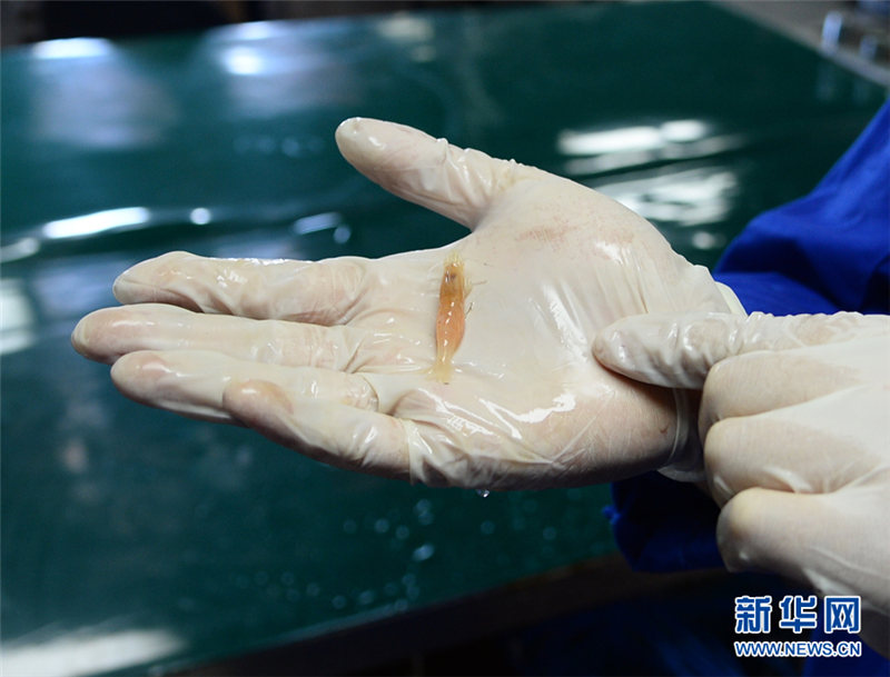 無人潛水艇「発現(xiàn)號」、南中國海の海底生物を収集