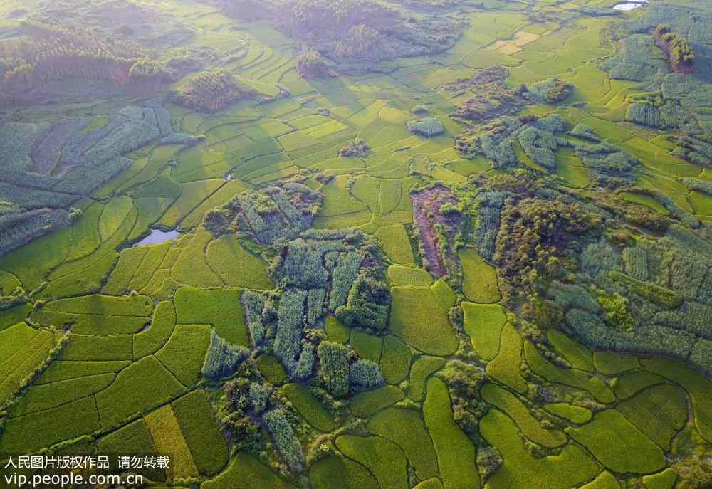 収穫に向け、黃緑色のパレットのような色合いの稲田　広西チワン族自治區(qū)