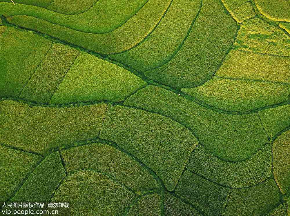 収穫に向け、黃緑色のパレットのような色合いの稲田　広西チワン族自治區(qū)