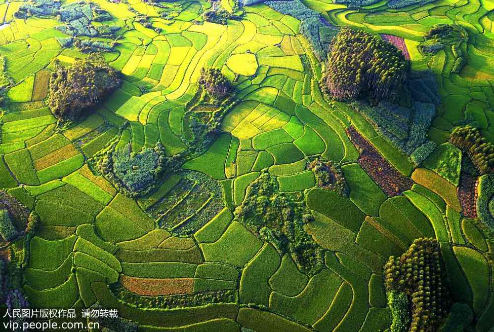 収穫に向け、黃緑色のパレットのような色合いの稲田　広西チワン族自治區(qū)