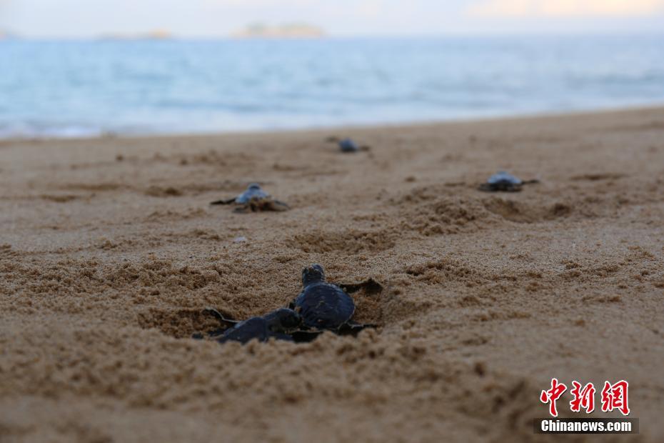 中國(guó)で初めて人工繁殖のウミガメ孵化　広東省